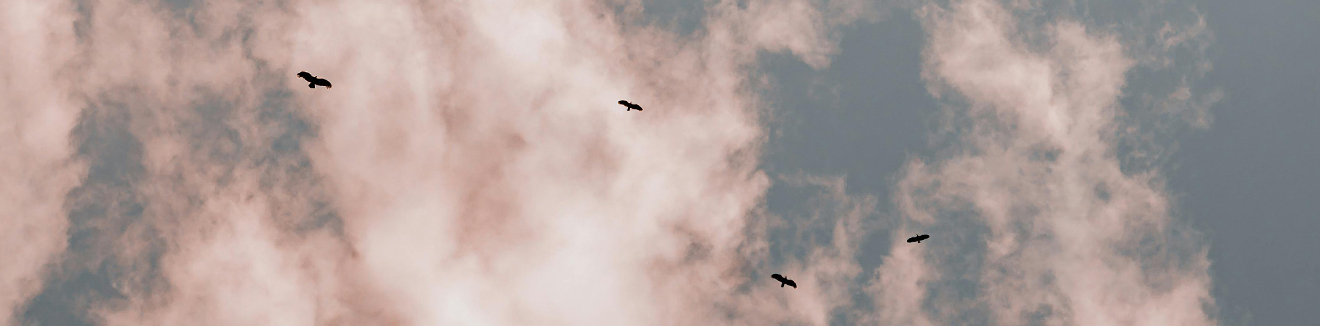 BANER-ZA-SAJT-22